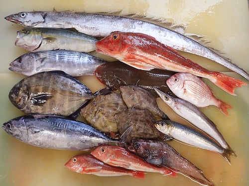 大船渡　未利用魚　雑魚