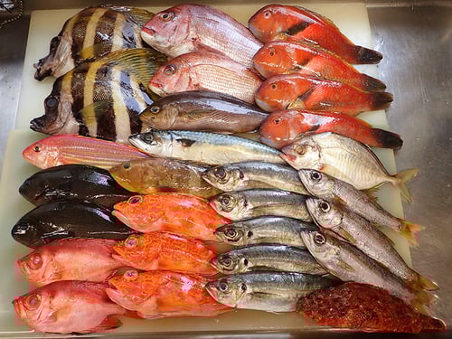 五島列島の魚　寿司