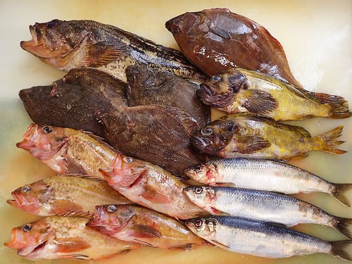 羅臼の魚　未利用魚