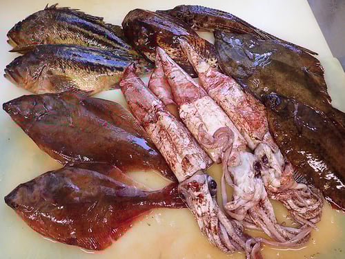 羅臼　未利用魚