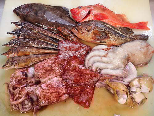 羅臼　未利用魚