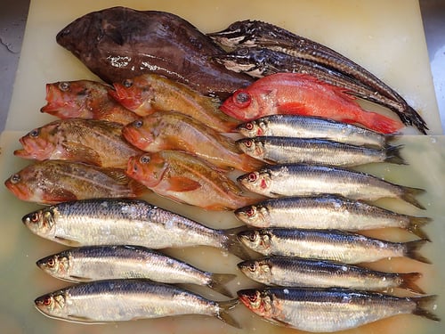 羅臼　未利用魚