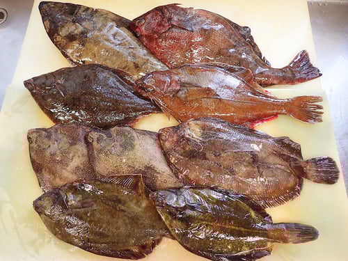 産地直送　天然地魚