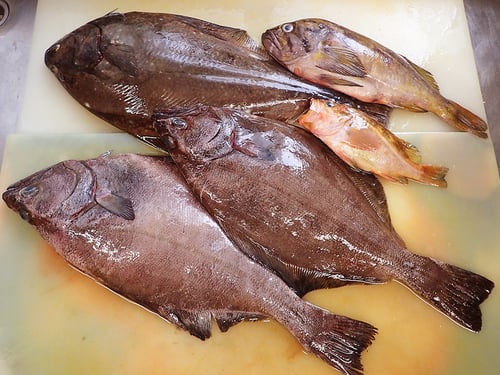 北海道　未利用魚