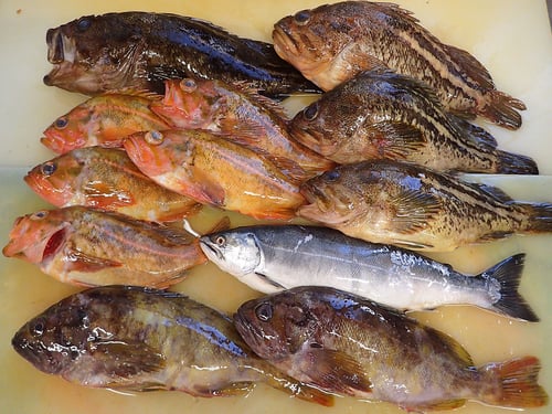 羅臼　未利用魚