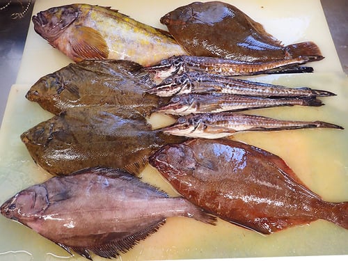 マツカワガレイ　高級魚