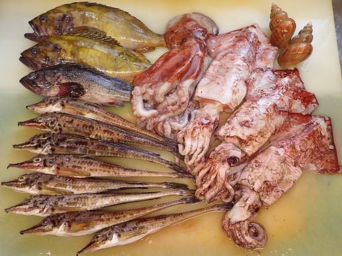 五島列島の魚　未利用魚