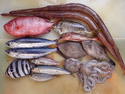 高級　寿司　出前