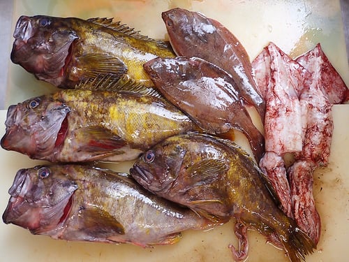 北海道　未利用魚