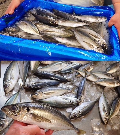 アジの仕込　真鯵　宅配寿司　高級寿司