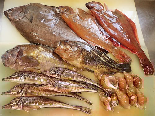 羅臼　未利用魚