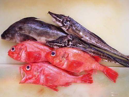 羅臼町　魚　漁業