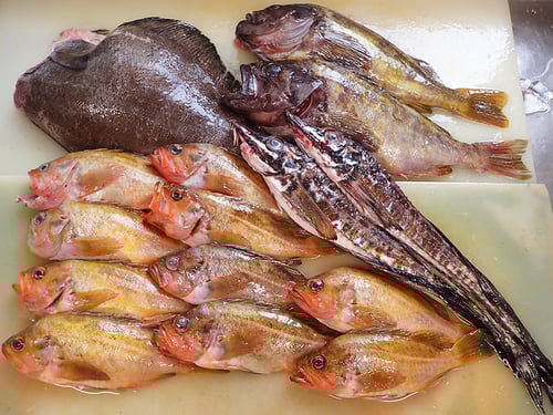 北海道　未利用魚