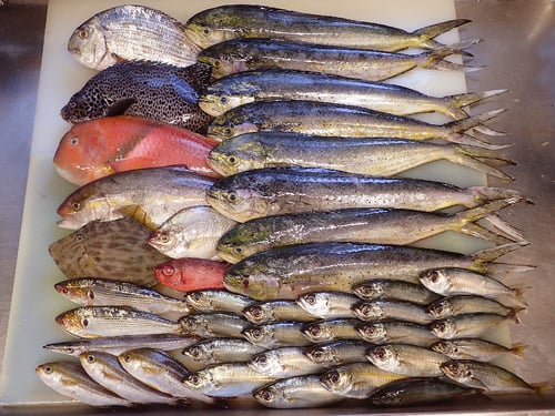 日本橋室町　納会　寿司　出前