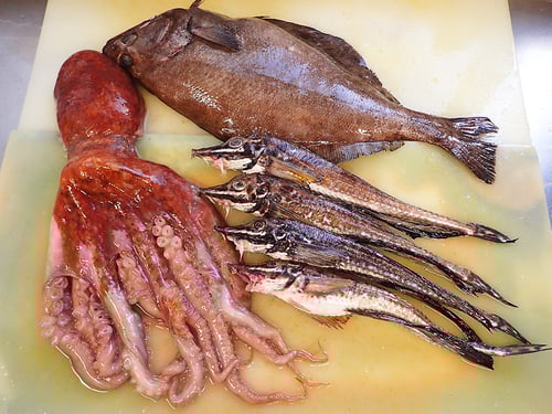 羅臼　未利用魚