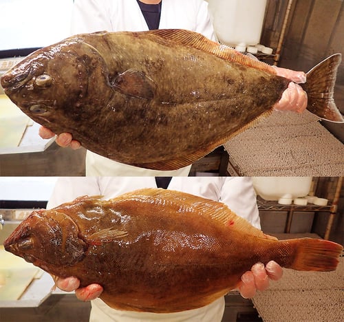 北海道　未利用魚