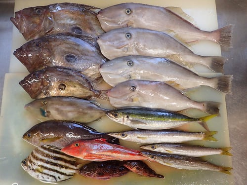 SDGs　未利用魚　宅配寿司