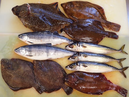 羅臼　産地直送