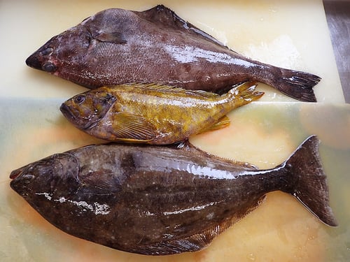 北海道　未利用魚