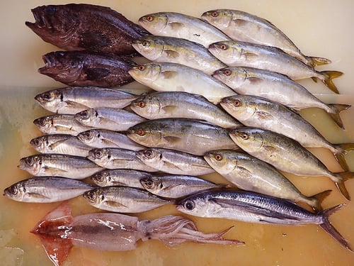 大船渡　未利用魚