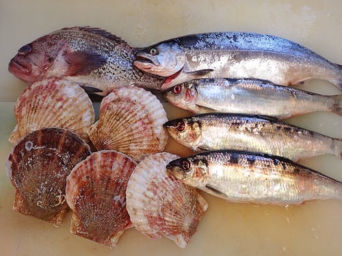 羅臼の魚　納会　寿司　出前