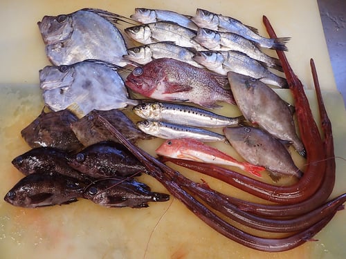 大船渡　未利用魚