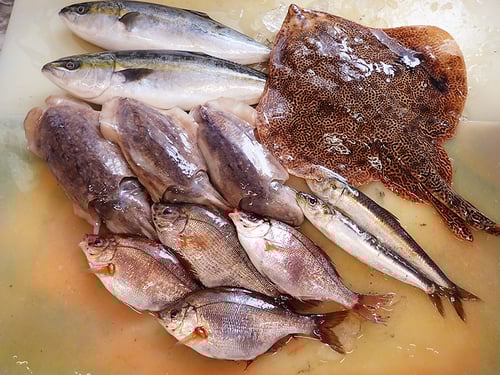 産地直送　大船渡　未利用魚