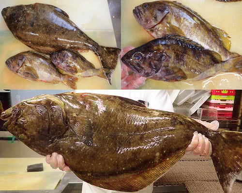 知床　羅臼　未利用魚