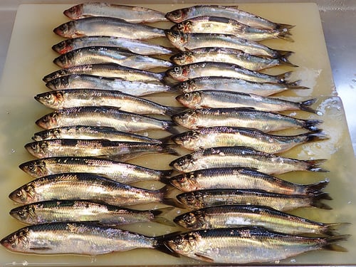 北海道　羅臼町　ニシン