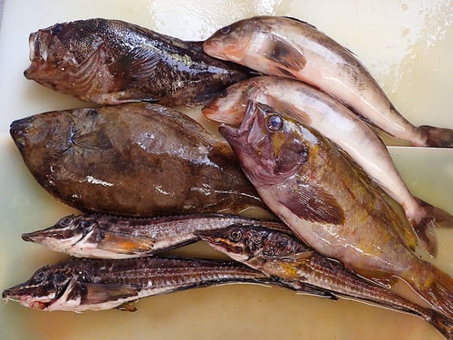 羅臼　未利用魚