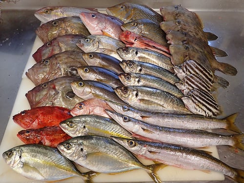 五島列島の魚　未利用魚