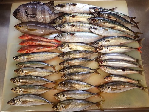 SDGs　未利用魚　寿司　出前