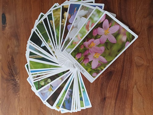 Bachblüten Therapie, Praxis für Kinesiologie & Komplementärtherapie in Meisterschwanden, Seetal