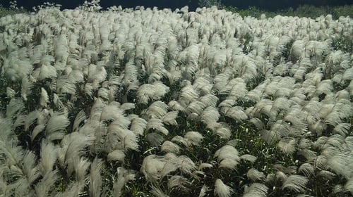 いぶし銀のかがやき