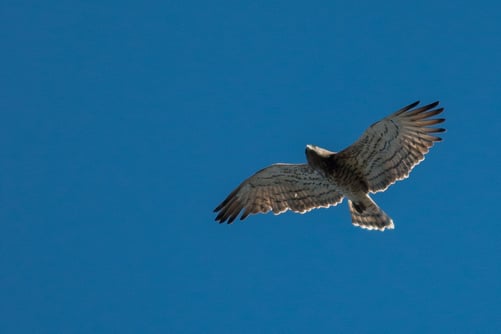 Circaete jean le blanc, oiseau emblématique des Cévennes