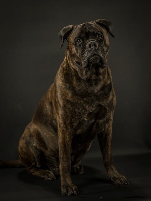 Blacky (foto Greetje)