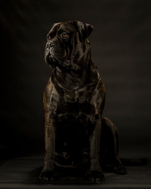 Saartje (foto Greetje)