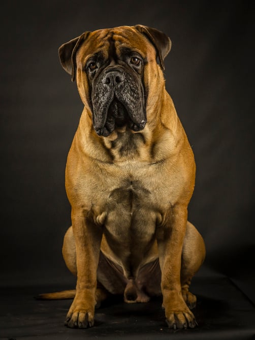 Oskar (foto Greetje)