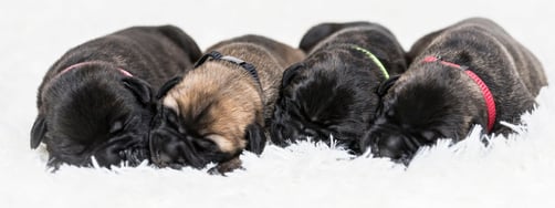 L/R Loet, Rosie, Rosa en Ole