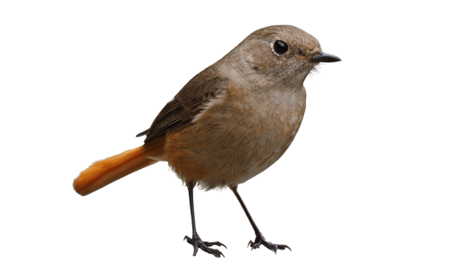 Image animaux detourée transparent sur fond blanc rouge queue noir png