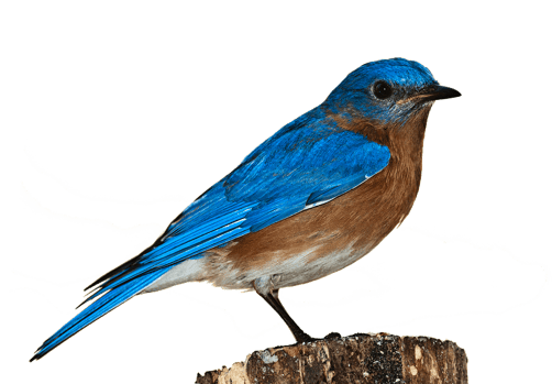 Image animaux detourée transparent sur fond blanc merlebleu png