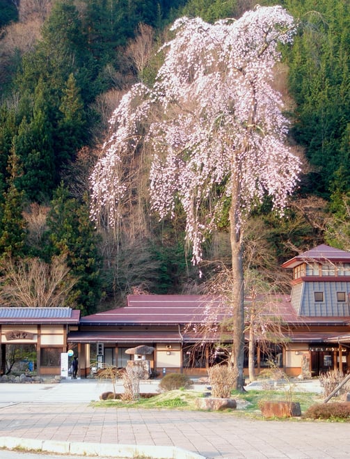 高山市朝日町万石道の駅ひだ朝日村の枝垂れ桜