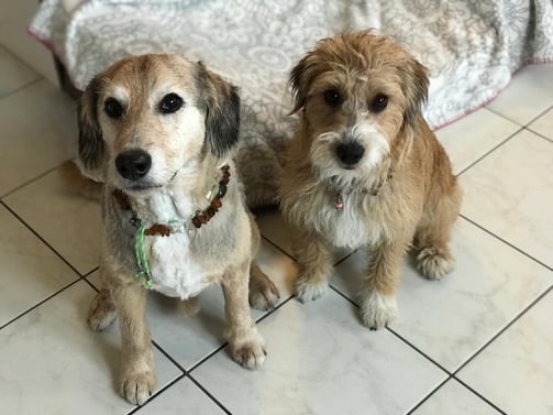 Molito 12 jährig & Ruby 9 Monate alt