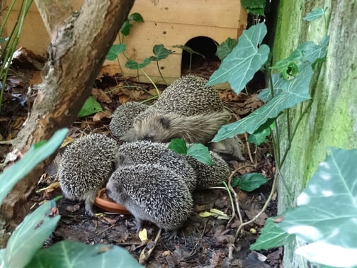 Foto: L. & J. Sklenar, Igel-Familie im Garten