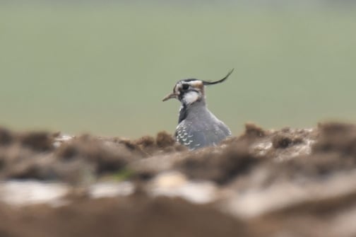 Kiebitz. Foto: Urs Vetterli