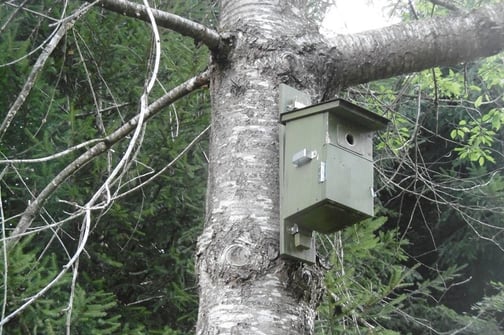 Einer von ca. 1000 Nistkästen, die Albert Soyer gebaut hat  (Foto: Richard Gebendorfer) 