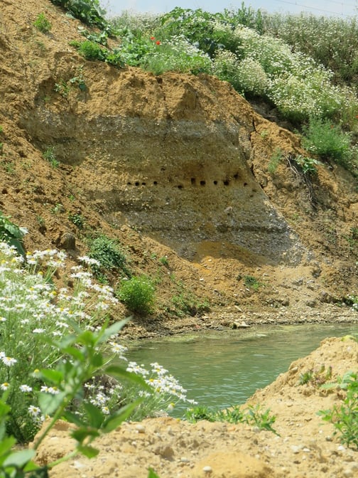 Uferschwalbenkolonie (Foto: Ulrike Hars) 