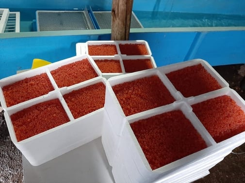 Ovas Huililco recibidas en Huancavelica