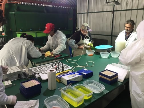 Manejo del screening sanitario individual durante el desove de los reproductores