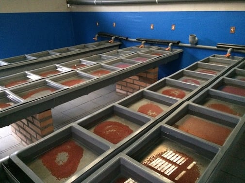 Siembra de ovas con ojos Huililco en Centro Traiguén